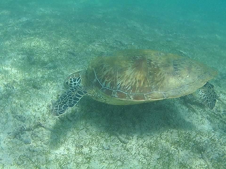 Turtle snorkeling experience in Mirissa