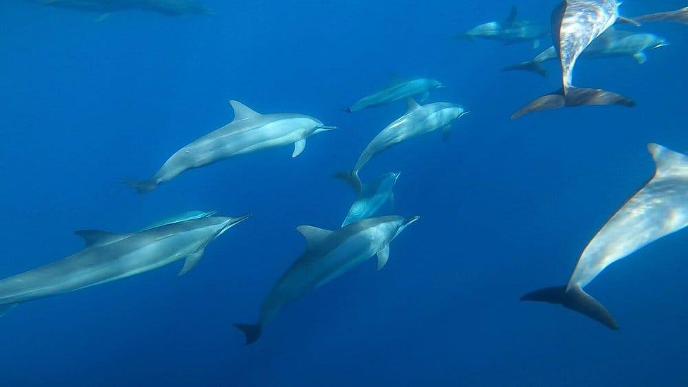 Deep sea fishing tour in Mirissa
